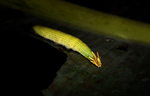 Tamarindi Owlet, La Isla Escondida, Colombia Found during a night tour. Colombia,Colombia 2018,Colombia South,Fall,Geotagged,La Isla Escondida,Opsiphanes tamarindi,Putumayo,South America,Tamarindi Owlet,World