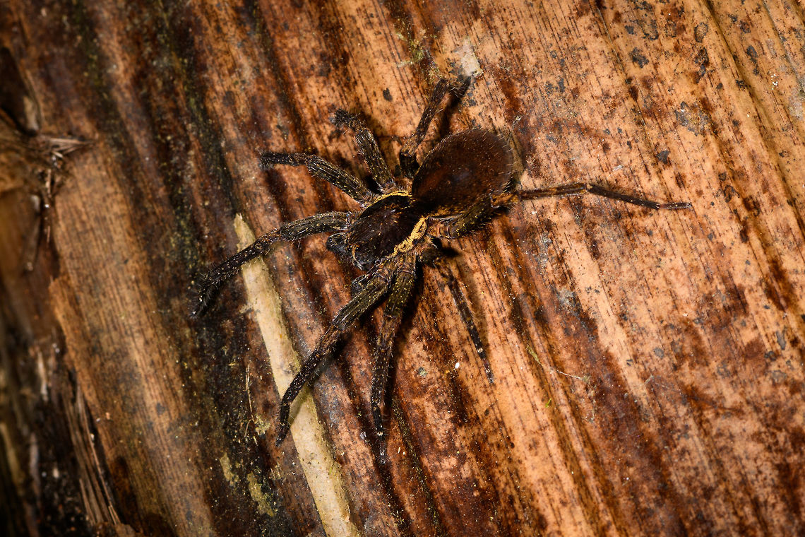 Dark chubby spider on fallen tree, La Isla Escondida, Colombia  Colombia,Colombia 2018,Colombia South,Fall,Geotagged,La Isla Escondida,Putumayo,South America,World