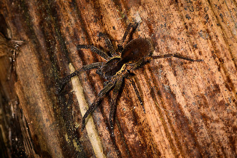 Dark chubby spider on fallen tree, La Isla Escondida, Colombia  Colombia,Colombia 2018,Colombia South,Fall,Geotagged,La Isla Escondida,Putumayo,South America,World