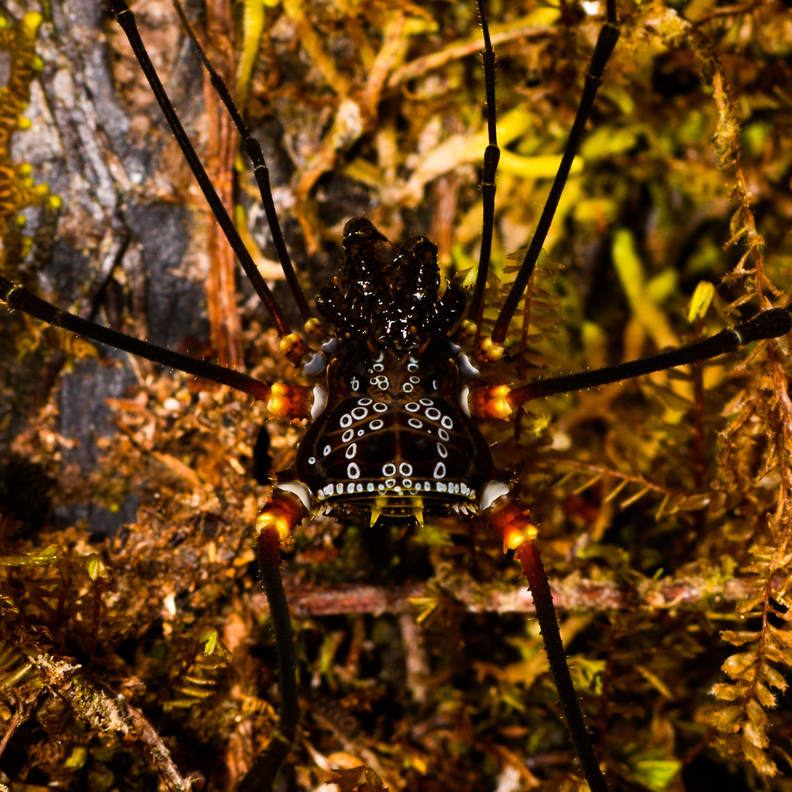 Phareicranaus gracilis, La Isla Escondida, Colombia Despite this being our 3rd trip to Colombia, one of the eye openers this year were the stunning harvestman species. They are very large and some have incredible patterns, making them look like space ships. This one has an explicit pattern of pure white rings on its back, and note the yellow pointy horns below it. Finally, the leg joints look like warm lights. This one was found on a mossy tree during a night tour.<br />
<br />
We came across this particular species a few times, so later in the set I&#039;ll share more angles. Colombia,Colombia 2018,Colombia South,Fall,Geotagged,La Isla Escondida,Phareicranaus gracilis,Putumayo,South America,World