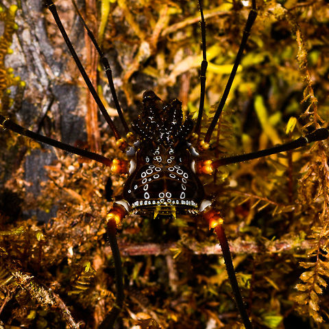 Phareicranaus gracilis, La Isla Escondida, Colombia Despite this being our 3rd trip to Colombia, one of the eye openers this year were the stunning harvestman species. They are very large and some have incredible patterns, making them look like space ships. This one has an explicit pattern of pure white rings on its back, and note the yellow pointy horns below it. Finally, the leg joints look like warm lights. This one was found on a mossy tree during a night tour.

We came across this particular species a few times, so later in the set I'll share more angles. Colombia,Colombia 2018,Colombia South,Fall,Geotagged,La Isla Escondida,Phareicranaus gracilis,Putumayo,South America,World