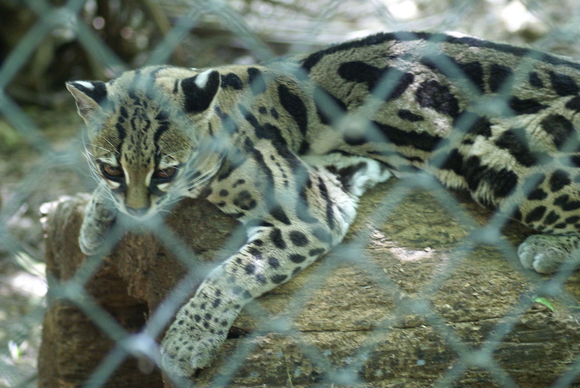 Ocelot in captivity This ocelot, also called &quot;Dwarf Leopard&quot; is recovering in an animal refugee center in Costa Rica, after incorrectly being held as a pet.  Cats,Costa Rica,Dwarf Leopard,Felines,Leopardus pardalis,Mammals,McKenney's wildcat,Ocelot