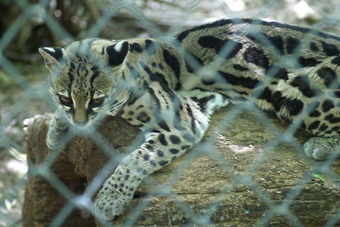 Ocelot in captivity This ocelot, also called "Dwarf Leopard" is recovering in an animal refugee center in Costa Rica, after incorrectly being held as a pet.  Cats,Costa Rica,Dwarf Leopard,Felines,Leopardus pardalis,Mammals,McKenney's wildcat,Ocelot