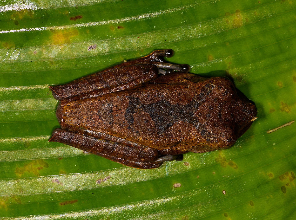 Giant Gladiator Treefrog, La Isla Escondida, Colombia Found during a night tour. I got lots of angles to share :)<br />
<figure class="photo"><a href="https://www.jungledragon.com/image/70002/giant_gladiator_treefrog_-_side_view_la_isla_escondida_colombia.html" title="Giant Gladiator Treefrog - side view, La Isla Escondida, Colombia"><img src="https://s3.amazonaws.com/media.jungledragon.com/images/2/70002_thumb.jpg?AWSAccessKeyId=05GMT0V3GWVNE7GGM1R2&Expires=1769040010&Signature=0EyFa0%2FK0PhiR3TTVo%2BnBdyQuCc%3D" width="200" height="134" alt="Giant Gladiator Treefrog - side view, La Isla Escondida, Colombia Found during a night tour. I got lots of angles to share :)<br />
https://www.jungledragon.com/image/70001/giant_gladiator_treefrog_la_isla_escondida_colombia.html<br />
https://www.jungledragon.com/image/70003/giant_gladiator_treefrog_-_front_view_la_isla_escondida_colombia.html<br />
https://www.jungledragon.com/image/70004/giant_gladiator_treefrog_-_pose_1_la_isla_escondida_colombia.html<br />
https://www.jungledragon.com/image/70005/giant_gladiator_treefrog_-_pose_2_la_isla_escondida_colombia.html<br />
https://www.jungledragon.com/image/70006/giant_gladiator_treefrog_-_wide_view_la_isla_escondida_colombia.html<br />
 Colombia,Colombia 2018,Colombia South,Fall,Geotagged,Giant Gladiator Treefrog,Hypsiboas boans,La Isla Escondida,Putumayo,South America,World" /></a></figure><br />
<figure class="photo"><a href="https://www.jungledragon.com/image/70003/giant_gladiator_treefrog_-_front_view_la_isla_escondida_colombia.html" title="Giant Gladiator Treefrog - front view, La Isla Escondida, Colombia"><img src="https://s3.amazonaws.com/media.jungledragon.com/images/2/70003_thumb.jpg?AWSAccessKeyId=05GMT0V3GWVNE7GGM1R2&Expires=1769040010&Signature=PuU06VoI3ohmzrg%2Ffs0Gf2rem3k%3D" width="200" height="178" alt="Giant Gladiator Treefrog - front view, La Isla Escondida, Colombia Found during a night tour. I got lots of angles to share :)<br />
https://www.jungledragon.com/image/70001/giant_gladiator_treefrog_la_isla_escondida_colombia.html<br />
https://www.jungledragon.com/image/70002/giant_gladiator_treefrog_-_side_view_la_isla_escondida_colombia.html<br />
https://www.jungledragon.com/image/70004/giant_gladiator_treefrog_-_pose_1_la_isla_escondida_colombia.html<br />
https://www.jungledragon.com/image/70005/giant_gladiator_treefrog_-_pose_2_la_isla_escondida_colombia.html<br />
https://www.jungledragon.com/image/70006/giant_gladiator_treefrog_-_wide_view_la_isla_escondida_colombia.html<br />
 Colombia,Colombia 2018,Colombia South,Fall,Geotagged,Giant Gladiator Treefrog,Hypsiboas boans,La Isla Escondida,Putumayo,South America,World" /></a></figure><br />
<figure class="photo"><a href="https://www.jungledragon.com/image/70004/giant_gladiator_treefrog_-_pose_1_la_isla_escondida_colombia.html" title="Giant Gladiator Treefrog - pose 1, La Isla Escondida, Colombia"><img src="https://s3.amazonaws.com/media.jungledragon.com/images/2/70004_thumb.jpg?AWSAccessKeyId=05GMT0V3GWVNE7GGM1R2&Expires=1769040010&Signature=i7X0DiwjUFgWFaZdAh0eLdFGjXM%3D" width="200" height="134" alt="Giant Gladiator Treefrog - pose 1, La Isla Escondida, Colombia Found during a night tour. I got lots of angles to share :)<br />
https://www.jungledragon.com/image/70001/giant_gladiator_treefrog_la_isla_escondida_colombia.html<br />
https://www.jungledragon.com/image/70002/giant_gladiator_treefrog_-_side_view_la_isla_escondida_colombia.html<br />
https://www.jungledragon.com/image/70003/giant_gladiator_treefrog_-_front_view_la_isla_escondida_colombia.html<br />
https://www.jungledragon.com/image/70005/giant_gladiator_treefrog_-_pose_2_la_isla_escondida_colombia.html<br />
https://www.jungledragon.com/image/70006/giant_gladiator_treefrog_-_wide_view_la_isla_escondida_colombia.html<br />
 Colombia,Colombia 2018,Colombia South,Fall,Geotagged,Giant Gladiator Treefrog,Hypsiboas boans,La Isla Escondida,Putumayo,South America,World" /></a></figure><br />
<figure class="photo"><a href="https://www.jungledragon.com/image/70005/giant_gladiator_treefrog_-_pose_2_la_isla_escondida_colombia.html" title="Giant Gladiator Treefrog - pose 2, La Isla Escondida, Colombia"><img src="https://s3.amazonaws.com/media.jungledragon.com/images/2/70005_thumb.jpg?AWSAccessKeyId=05GMT0V3GWVNE7GGM1R2&Expires=1769040010&Signature=ihhcYWNphFkmrrDE7GeKoM3dws8%3D" width="200" height="134" alt="Giant Gladiator Treefrog - pose 2, La Isla Escondida, Colombia Found during a night tour. I got lots of angles to share :)<br />
https://www.jungledragon.com/image/70001/giant_gladiator_treefrog_la_isla_escondida_colombia.html<br />
https://www.jungledragon.com/image/70002/giant_gladiator_treefrog_-_side_view_la_isla_escondida_colombia.html<br />
https://www.jungledragon.com/image/70003/giant_gladiator_treefrog_-_front_view_la_isla_escondida_colombia.html<br />
https://www.jungledragon.com/image/70004/giant_gladiator_treefrog_-_pose_1_la_isla_escondida_colombia.html<br />
https://www.jungledragon.com/image/70006/giant_gladiator_treefrog_-_wide_view_la_isla_escondida_colombia.html<br />
 Colombia,Colombia 2018,Colombia South,Giant Gladiator Treefrog,Hypsiboas boans,La Isla Escondida,Putumayo,South America,World" /></a></figure><br />
<figure class="photo"><a href="https://www.jungledragon.com/image/70006/giant_gladiator_treefrog_-_wide_view_la_isla_escondida_colombia.html" title="Giant Gladiator Treefrog - wide view, La Isla Escondida, Colombia"><img src="https://s3.amazonaws.com/media.jungledragon.com/images/2/70006_thumb.jpg?AWSAccessKeyId=05GMT0V3GWVNE7GGM1R2&Expires=1769040010&Signature=HEw8EOb87SxZeBOQVWSYJZmrLyg%3D" width="200" height="106" alt="Giant Gladiator Treefrog - wide view, La Isla Escondida, Colombia Found during a night tour. I got lots of angles to share :)<br />
https://www.jungledragon.com/image/70001/giant_gladiator_treefrog_la_isla_escondida_colombia.html<br />
https://www.jungledragon.com/image/70002/giant_gladiator_treefrog_-_side_view_la_isla_escondida_colombia.html<br />
https://www.jungledragon.com/image/70003/giant_gladiator_treefrog_-_front_view_la_isla_escondida_colombia.html<br />
https://www.jungledragon.com/image/70004/giant_gladiator_treefrog_-_pose_1_la_isla_escondida_colombia.html<br />
https://www.jungledragon.com/image/70005/giant_gladiator_treefrog_-_pose_2_la_isla_escondida_colombia.html<br />
<br />
 Colombia,Colombia 2018,Colombia South,Fall,Geotagged,Giant Gladiator Treefrog,Hypsiboas boans,La Isla Escondida,Putumayo,South America,World" /></a></figure><br />
 Colombia,Colombia 2018,Colombia South,Fall,Geotagged,Giant Gladiator Treefrog,Hypsiboas boans,La Isla Escondida,Putumayo,South America,World