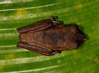 Giant Gladiator Treefrog, La Isla Escondida, Colombia Found during a night tour. I got lots of angles to share :)<br />
https://www.jungledragon.com/image/70002/giant_gladiator_treefrog_-_side_view_la_isla_escondida_colombia.html<br />
https://www.jungledragon.com/image/70003/giant_gladiator_treefrog_-_front_view_la_isla_escondida_colombia.html<br />
https://www.jungledragon.com/image/70004/giant_gladiator_treefrog_-_pose_1_la_isla_escondida_colombia.html<br />
https://www.jungledragon.com/image/70005/giant_gladiator_treefrog_-_pose_2_la_isla_escondida_colombia.html<br />
https://www.jungledragon.com/image/70006/giant_gladiator_treefrog_-_wide_view_la_isla_escondida_colombia.html<br />
 Colombia,Colombia 2018,Colombia South,Fall,Geotagged,Giant Gladiator Treefrog,Hypsiboas boans,La Isla Escondida,Putumayo,South America,World