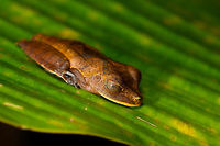 Giant Gladiator Treefrog - side view, La Isla Escondida, Colombia Found during a night tour. I got lots of angles to share :)<br />
https://www.jungledragon.com/image/70001/giant_gladiator_treefrog_la_isla_escondida_colombia.html<br />
https://www.jungledragon.com/image/70003/giant_gladiator_treefrog_-_front_view_la_isla_escondida_colombia.html<br />
https://www.jungledragon.com/image/70004/giant_gladiator_treefrog_-_pose_1_la_isla_escondida_colombia.html<br />
https://www.jungledragon.com/image/70005/giant_gladiator_treefrog_-_pose_2_la_isla_escondida_colombia.html<br />
https://www.jungledragon.com/image/70006/giant_gladiator_treefrog_-_wide_view_la_isla_escondida_colombia.html<br />
 Colombia,Colombia 2018,Colombia South,Fall,Geotagged,Giant Gladiator Treefrog,Hypsiboas boans,La Isla Escondida,Putumayo,South America,World