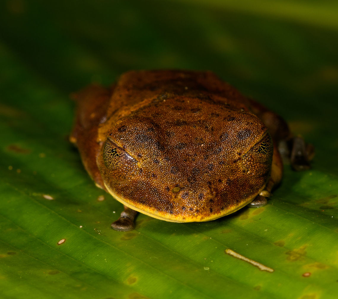 Giant Gladiator Treefrog - front view, La Isla Escondida, Colombia Found during a night tour. I got lots of angles to share :)<br />
<figure class="photo"><a href="https://www.jungledragon.com/image/70001/giant_gladiator_treefrog_la_isla_escondida_colombia.html" title="Giant Gladiator Treefrog, La Isla Escondida, Colombia"><img src="https://s3.amazonaws.com/media.jungledragon.com/images/2/70001_thumb.jpg?AWSAccessKeyId=05GMT0V3GWVNE7GGM1R2&Expires=1759968010&Signature=bJo6km2LrWO90gpp8HiOrITh%2FAo%3D" width="200" height="150" alt="Giant Gladiator Treefrog, La Isla Escondida, Colombia Found during a night tour. I got lots of angles to share :)<br />
https://www.jungledragon.com/image/70002/giant_gladiator_treefrog_-_side_view_la_isla_escondida_colombia.html<br />
https://www.jungledragon.com/image/70003/giant_gladiator_treefrog_-_front_view_la_isla_escondida_colombia.html<br />
https://www.jungledragon.com/image/70004/giant_gladiator_treefrog_-_pose_1_la_isla_escondida_colombia.html<br />
https://www.jungledragon.com/image/70005/giant_gladiator_treefrog_-_pose_2_la_isla_escondida_colombia.html<br />
https://www.jungledragon.com/image/70006/giant_gladiator_treefrog_-_wide_view_la_isla_escondida_colombia.html<br />
 Colombia,Colombia 2018,Colombia South,Fall,Geotagged,Giant Gladiator Treefrog,Hypsiboas boans,La Isla Escondida,Putumayo,South America,World" /></a></figure><br />
<figure class="photo"><a href="https://www.jungledragon.com/image/70002/giant_gladiator_treefrog_-_side_view_la_isla_escondida_colombia.html" title="Giant Gladiator Treefrog - side view, La Isla Escondida, Colombia"><img src="https://s3.amazonaws.com/media.jungledragon.com/images/2/70002_thumb.jpg?AWSAccessKeyId=05GMT0V3GWVNE7GGM1R2&Expires=1759968010&Signature=vpzWeY6TU7aNmxJ3WhothhBbDXY%3D" width="200" height="134" alt="Giant Gladiator Treefrog - side view, La Isla Escondida, Colombia Found during a night tour. I got lots of angles to share :)<br />
https://www.jungledragon.com/image/70001/giant_gladiator_treefrog_la_isla_escondida_colombia.html<br />
https://www.jungledragon.com/image/70003/giant_gladiator_treefrog_-_front_view_la_isla_escondida_colombia.html<br />
https://www.jungledragon.com/image/70004/giant_gladiator_treefrog_-_pose_1_la_isla_escondida_colombia.html<br />
https://www.jungledragon.com/image/70005/giant_gladiator_treefrog_-_pose_2_la_isla_escondida_colombia.html<br />
https://www.jungledragon.com/image/70006/giant_gladiator_treefrog_-_wide_view_la_isla_escondida_colombia.html<br />
 Colombia,Colombia 2018,Colombia South,Fall,Geotagged,Giant Gladiator Treefrog,Hypsiboas boans,La Isla Escondida,Putumayo,South America,World" /></a></figure><br />
<figure class="photo"><a href="https://www.jungledragon.com/image/70004/giant_gladiator_treefrog_-_pose_1_la_isla_escondida_colombia.html" title="Giant Gladiator Treefrog - pose 1, La Isla Escondida, Colombia"><img src="https://s3.amazonaws.com/media.jungledragon.com/images/2/70004_thumb.jpg?AWSAccessKeyId=05GMT0V3GWVNE7GGM1R2&Expires=1759968010&Signature=GcMGZzHfRz%2BkbZclLrajD%2BN0GD8%3D" width="200" height="134" alt="Giant Gladiator Treefrog - pose 1, La Isla Escondida, Colombia Found during a night tour. I got lots of angles to share :)<br />
https://www.jungledragon.com/image/70001/giant_gladiator_treefrog_la_isla_escondida_colombia.html<br />
https://www.jungledragon.com/image/70002/giant_gladiator_treefrog_-_side_view_la_isla_escondida_colombia.html<br />
https://www.jungledragon.com/image/70003/giant_gladiator_treefrog_-_front_view_la_isla_escondida_colombia.html<br />
https://www.jungledragon.com/image/70005/giant_gladiator_treefrog_-_pose_2_la_isla_escondida_colombia.html<br />
https://www.jungledragon.com/image/70006/giant_gladiator_treefrog_-_wide_view_la_isla_escondida_colombia.html<br />
 Colombia,Colombia 2018,Colombia South,Fall,Geotagged,Giant Gladiator Treefrog,Hypsiboas boans,La Isla Escondida,Putumayo,South America,World" /></a></figure><br />
<figure class="photo"><a href="https://www.jungledragon.com/image/70005/giant_gladiator_treefrog_-_pose_2_la_isla_escondida_colombia.html" title="Giant Gladiator Treefrog - pose 2, La Isla Escondida, Colombia"><img src="https://s3.amazonaws.com/media.jungledragon.com/images/2/70005_thumb.jpg?AWSAccessKeyId=05GMT0V3GWVNE7GGM1R2&Expires=1759968010&Signature=o2enZfsuqH5MfJKAJQ4mxmPZoFA%3D" width="200" height="134" alt="Giant Gladiator Treefrog - pose 2, La Isla Escondida, Colombia Found during a night tour. I got lots of angles to share :)<br />
https://www.jungledragon.com/image/70001/giant_gladiator_treefrog_la_isla_escondida_colombia.html<br />
https://www.jungledragon.com/image/70002/giant_gladiator_treefrog_-_side_view_la_isla_escondida_colombia.html<br />
https://www.jungledragon.com/image/70003/giant_gladiator_treefrog_-_front_view_la_isla_escondida_colombia.html<br />
https://www.jungledragon.com/image/70004/giant_gladiator_treefrog_-_pose_1_la_isla_escondida_colombia.html<br />
https://www.jungledragon.com/image/70006/giant_gladiator_treefrog_-_wide_view_la_isla_escondida_colombia.html<br />
 Colombia,Colombia 2018,Colombia South,Giant Gladiator Treefrog,Hypsiboas boans,La Isla Escondida,Putumayo,South America,World" /></a></figure><br />
<figure class="photo"><a href="https://www.jungledragon.com/image/70006/giant_gladiator_treefrog_-_wide_view_la_isla_escondida_colombia.html" title="Giant Gladiator Treefrog - wide view, La Isla Escondida, Colombia"><img src="https://s3.amazonaws.com/media.jungledragon.com/images/2/70006_thumb.jpg?AWSAccessKeyId=05GMT0V3GWVNE7GGM1R2&Expires=1759968010&Signature=Dj%2FYdWknA3346eQrw8GpjGPwzvM%3D" width="200" height="106" alt="Giant Gladiator Treefrog - wide view, La Isla Escondida, Colombia Found during a night tour. I got lots of angles to share :)<br />
https://www.jungledragon.com/image/70001/giant_gladiator_treefrog_la_isla_escondida_colombia.html<br />
https://www.jungledragon.com/image/70002/giant_gladiator_treefrog_-_side_view_la_isla_escondida_colombia.html<br />
https://www.jungledragon.com/image/70003/giant_gladiator_treefrog_-_front_view_la_isla_escondida_colombia.html<br />
https://www.jungledragon.com/image/70004/giant_gladiator_treefrog_-_pose_1_la_isla_escondida_colombia.html<br />
https://www.jungledragon.com/image/70005/giant_gladiator_treefrog_-_pose_2_la_isla_escondida_colombia.html<br />
<br />
 Colombia,Colombia 2018,Colombia South,Fall,Geotagged,Giant Gladiator Treefrog,Hypsiboas boans,La Isla Escondida,Putumayo,South America,World" /></a></figure><br />
 Colombia,Colombia 2018,Colombia South,Fall,Geotagged,Giant Gladiator Treefrog,Hypsiboas boans,La Isla Escondida,Putumayo,South America,World