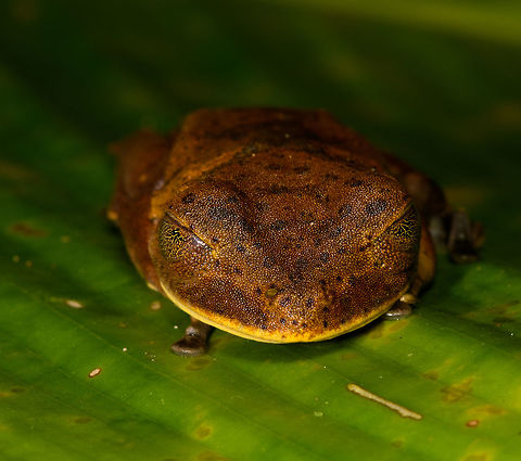 Giant Gladiator Treefrog - front view, La Isla Escondida, Colombia Found during a night tour. I got lots of angles to share :)
https://www.jungledragon.com/image/70001/giant_gladiator_treefrog_la_isla_escondida_colombia.html
https://www.jungledragon.com/image/70002/giant_gladiator_treefrog_-_side_view_la_isla_escondida_colombia.html
https://www.jungledragon.com/image/70004/giant_gladiator_treefrog_-_pose_1_la_isla_escondida_colombia.html
https://www.jungledragon.com/image/70005/giant_gladiator_treefrog_-_pose_2_la_isla_escondida_colombia.html
https://www.jungledragon.com/image/70006/giant_gladiator_treefrog_-_wide_view_la_isla_escondida_colombia.html
 Colombia,Colombia 2018,Colombia South,Fall,Geotagged,Giant Gladiator Treefrog,Hypsiboas boans,La Isla Escondida,Putumayo,South America,World