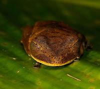 Giant Gladiator Treefrog - front view, La Isla Escondida, Colombia Found during a night tour. I got lots of angles to share :)<br />
https://www.jungledragon.com/image/70001/giant_gladiator_treefrog_la_isla_escondida_colombia.html<br />
https://www.jungledragon.com/image/70002/giant_gladiator_treefrog_-_side_view_la_isla_escondida_colombia.html<br />
https://www.jungledragon.com/image/70004/giant_gladiator_treefrog_-_pose_1_la_isla_escondida_colombia.html<br />
https://www.jungledragon.com/image/70005/giant_gladiator_treefrog_-_pose_2_la_isla_escondida_colombia.html<br />
https://www.jungledragon.com/image/70006/giant_gladiator_treefrog_-_wide_view_la_isla_escondida_colombia.html<br />
 Colombia,Colombia 2018,Colombia South,Fall,Geotagged,Giant Gladiator Treefrog,Hypsiboas boans,La Isla Escondida,Putumayo,South America,World