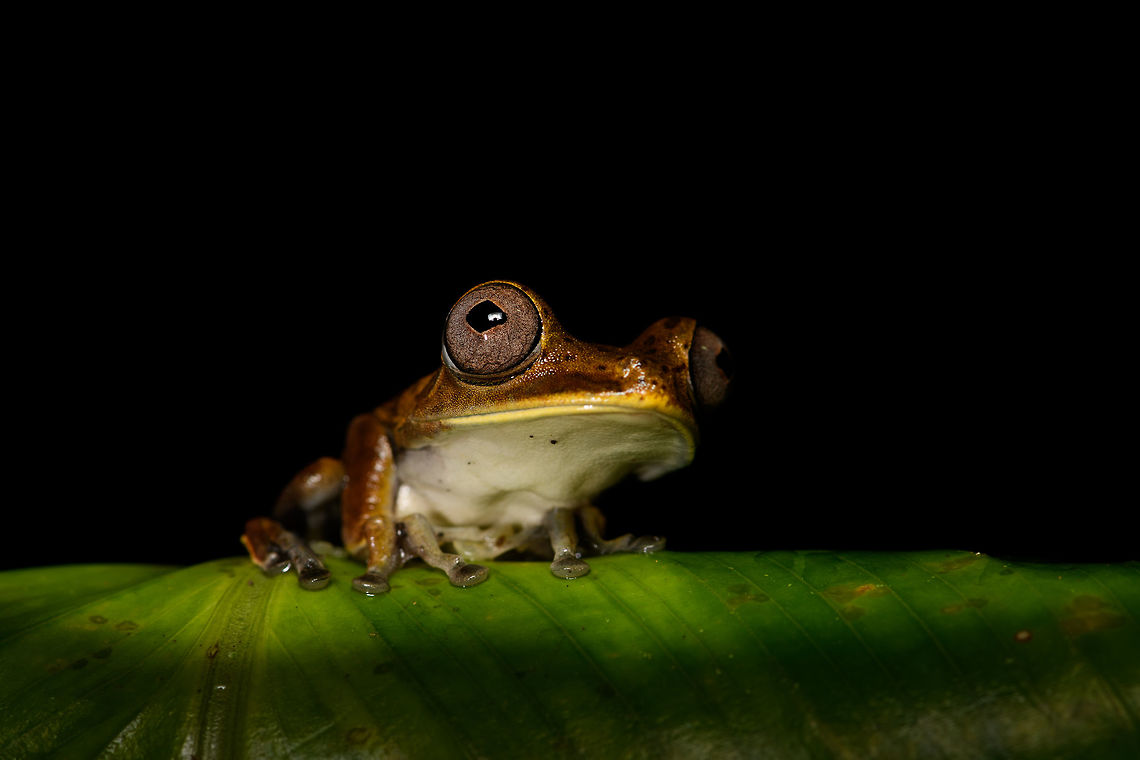 Giant Gladiator Treefrog - pose 1, La Isla Escondida, Colombia Found during a night tour. I got lots of angles to share :)<br />
<figure class="photo"><a href="https://www.jungledragon.com/image/70001/giant_gladiator_treefrog_la_isla_escondida_colombia.html" title="Giant Gladiator Treefrog, La Isla Escondida, Colombia"><img src="https://s3.amazonaws.com/media.jungledragon.com/images/2/70001_thumb.jpg?AWSAccessKeyId=05GMT0V3GWVNE7GGM1R2&Expires=1769040010&Signature=iPYawhpuIXMwA5ZJfIhp%2FUOt9Vo%3D" width="200" height="150" alt="Giant Gladiator Treefrog, La Isla Escondida, Colombia Found during a night tour. I got lots of angles to share :)<br />
https://www.jungledragon.com/image/70002/giant_gladiator_treefrog_-_side_view_la_isla_escondida_colombia.html<br />
https://www.jungledragon.com/image/70003/giant_gladiator_treefrog_-_front_view_la_isla_escondida_colombia.html<br />
https://www.jungledragon.com/image/70004/giant_gladiator_treefrog_-_pose_1_la_isla_escondida_colombia.html<br />
https://www.jungledragon.com/image/70005/giant_gladiator_treefrog_-_pose_2_la_isla_escondida_colombia.html<br />
https://www.jungledragon.com/image/70006/giant_gladiator_treefrog_-_wide_view_la_isla_escondida_colombia.html<br />
 Colombia,Colombia 2018,Colombia South,Fall,Geotagged,Giant Gladiator Treefrog,Hypsiboas boans,La Isla Escondida,Putumayo,South America,World" /></a></figure><br />
<figure class="photo"><a href="https://www.jungledragon.com/image/70002/giant_gladiator_treefrog_-_side_view_la_isla_escondida_colombia.html" title="Giant Gladiator Treefrog - side view, La Isla Escondida, Colombia"><img src="https://s3.amazonaws.com/media.jungledragon.com/images/2/70002_thumb.jpg?AWSAccessKeyId=05GMT0V3GWVNE7GGM1R2&Expires=1769040010&Signature=0EyFa0%2FK0PhiR3TTVo%2BnBdyQuCc%3D" width="200" height="134" alt="Giant Gladiator Treefrog - side view, La Isla Escondida, Colombia Found during a night tour. I got lots of angles to share :)<br />
https://www.jungledragon.com/image/70001/giant_gladiator_treefrog_la_isla_escondida_colombia.html<br />
https://www.jungledragon.com/image/70003/giant_gladiator_treefrog_-_front_view_la_isla_escondida_colombia.html<br />
https://www.jungledragon.com/image/70004/giant_gladiator_treefrog_-_pose_1_la_isla_escondida_colombia.html<br />
https://www.jungledragon.com/image/70005/giant_gladiator_treefrog_-_pose_2_la_isla_escondida_colombia.html<br />
https://www.jungledragon.com/image/70006/giant_gladiator_treefrog_-_wide_view_la_isla_escondida_colombia.html<br />
 Colombia,Colombia 2018,Colombia South,Fall,Geotagged,Giant Gladiator Treefrog,Hypsiboas boans,La Isla Escondida,Putumayo,South America,World" /></a></figure><br />
<figure class="photo"><a href="https://www.jungledragon.com/image/70003/giant_gladiator_treefrog_-_front_view_la_isla_escondida_colombia.html" title="Giant Gladiator Treefrog - front view, La Isla Escondida, Colombia"><img src="https://s3.amazonaws.com/media.jungledragon.com/images/2/70003_thumb.jpg?AWSAccessKeyId=05GMT0V3GWVNE7GGM1R2&Expires=1769040010&Signature=PuU06VoI3ohmzrg%2Ffs0Gf2rem3k%3D" width="200" height="178" alt="Giant Gladiator Treefrog - front view, La Isla Escondida, Colombia Found during a night tour. I got lots of angles to share :)<br />
https://www.jungledragon.com/image/70001/giant_gladiator_treefrog_la_isla_escondida_colombia.html<br />
https://www.jungledragon.com/image/70002/giant_gladiator_treefrog_-_side_view_la_isla_escondida_colombia.html<br />
https://www.jungledragon.com/image/70004/giant_gladiator_treefrog_-_pose_1_la_isla_escondida_colombia.html<br />
https://www.jungledragon.com/image/70005/giant_gladiator_treefrog_-_pose_2_la_isla_escondida_colombia.html<br />
https://www.jungledragon.com/image/70006/giant_gladiator_treefrog_-_wide_view_la_isla_escondida_colombia.html<br />
 Colombia,Colombia 2018,Colombia South,Fall,Geotagged,Giant Gladiator Treefrog,Hypsiboas boans,La Isla Escondida,Putumayo,South America,World" /></a></figure><br />
<figure class="photo"><a href="https://www.jungledragon.com/image/70005/giant_gladiator_treefrog_-_pose_2_la_isla_escondida_colombia.html" title="Giant Gladiator Treefrog - pose 2, La Isla Escondida, Colombia"><img src="https://s3.amazonaws.com/media.jungledragon.com/images/2/70005_thumb.jpg?AWSAccessKeyId=05GMT0V3GWVNE7GGM1R2&Expires=1769040010&Signature=ihhcYWNphFkmrrDE7GeKoM3dws8%3D" width="200" height="134" alt="Giant Gladiator Treefrog - pose 2, La Isla Escondida, Colombia Found during a night tour. I got lots of angles to share :)<br />
https://www.jungledragon.com/image/70001/giant_gladiator_treefrog_la_isla_escondida_colombia.html<br />
https://www.jungledragon.com/image/70002/giant_gladiator_treefrog_-_side_view_la_isla_escondida_colombia.html<br />
https://www.jungledragon.com/image/70003/giant_gladiator_treefrog_-_front_view_la_isla_escondida_colombia.html<br />
https://www.jungledragon.com/image/70004/giant_gladiator_treefrog_-_pose_1_la_isla_escondida_colombia.html<br />
https://www.jungledragon.com/image/70006/giant_gladiator_treefrog_-_wide_view_la_isla_escondida_colombia.html<br />
 Colombia,Colombia 2018,Colombia South,Giant Gladiator Treefrog,Hypsiboas boans,La Isla Escondida,Putumayo,South America,World" /></a></figure><br />
<figure class="photo"><a href="https://www.jungledragon.com/image/70006/giant_gladiator_treefrog_-_wide_view_la_isla_escondida_colombia.html" title="Giant Gladiator Treefrog - wide view, La Isla Escondida, Colombia"><img src="https://s3.amazonaws.com/media.jungledragon.com/images/2/70006_thumb.jpg?AWSAccessKeyId=05GMT0V3GWVNE7GGM1R2&Expires=1769040010&Signature=HEw8EOb87SxZeBOQVWSYJZmrLyg%3D" width="200" height="106" alt="Giant Gladiator Treefrog - wide view, La Isla Escondida, Colombia Found during a night tour. I got lots of angles to share :)<br />
https://www.jungledragon.com/image/70001/giant_gladiator_treefrog_la_isla_escondida_colombia.html<br />
https://www.jungledragon.com/image/70002/giant_gladiator_treefrog_-_side_view_la_isla_escondida_colombia.html<br />
https://www.jungledragon.com/image/70003/giant_gladiator_treefrog_-_front_view_la_isla_escondida_colombia.html<br />
https://www.jungledragon.com/image/70004/giant_gladiator_treefrog_-_pose_1_la_isla_escondida_colombia.html<br />
https://www.jungledragon.com/image/70005/giant_gladiator_treefrog_-_pose_2_la_isla_escondida_colombia.html<br />
<br />
 Colombia,Colombia 2018,Colombia South,Fall,Geotagged,Giant Gladiator Treefrog,Hypsiboas boans,La Isla Escondida,Putumayo,South America,World" /></a></figure><br />
 Colombia,Colombia 2018,Colombia South,Fall,Geotagged,Giant Gladiator Treefrog,Hypsiboas boans,La Isla Escondida,Putumayo,South America,World