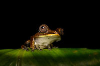 Giant Gladiator Treefrog - pose 1, La Isla Escondida, Colombia Found during a night tour. I got lots of angles to share :)<br />
https://www.jungledragon.com/image/70001/giant_gladiator_treefrog_la_isla_escondida_colombia.html<br />
https://www.jungledragon.com/image/70002/giant_gladiator_treefrog_-_side_view_la_isla_escondida_colombia.html<br />
https://www.jungledragon.com/image/70003/giant_gladiator_treefrog_-_front_view_la_isla_escondida_colombia.html<br />
https://www.jungledragon.com/image/70005/giant_gladiator_treefrog_-_pose_2_la_isla_escondida_colombia.html<br />
https://www.jungledragon.com/image/70006/giant_gladiator_treefrog_-_wide_view_la_isla_escondida_colombia.html<br />
 Colombia,Colombia 2018,Colombia South,Fall,Geotagged,Giant Gladiator Treefrog,Hypsiboas boans,La Isla Escondida,Putumayo,South America,World