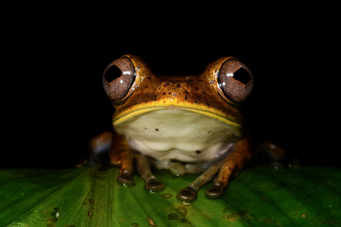 Giant Gladiator Treefrog - pose 2, La Isla Escondida, Colombia Found during a night tour. I got lots of angles to share :)<br />
<figure class="photo"><a href="https://www.jungledragon.com/image/70001/giant_gladiator_treefrog_la_isla_escondida_colombia.html" title="Giant Gladiator Treefrog, La Isla Escondida, Colombia"><img src="https://s3.amazonaws.com/media.jungledragon.com/images/2/70001_thumb.jpg?AWSAccessKeyId=05GMT0V3GWVNE7GGM1R2&Expires=1769040010&Signature=iPYawhpuIXMwA5ZJfIhp%2FUOt9Vo%3D" width="200" height="150" alt="Giant Gladiator Treefrog, La Isla Escondida, Colombia Found during a night tour. I got lots of angles to share :)<br />
https://www.jungledragon.com/image/70002/giant_gladiator_treefrog_-_side_view_la_isla_escondida_colombia.html<br />
https://www.jungledragon.com/image/70003/giant_gladiator_treefrog_-_front_view_la_isla_escondida_colombia.html<br />
https://www.jungledragon.com/image/70004/giant_gladiator_treefrog_-_pose_1_la_isla_escondida_colombia.html<br />
https://www.jungledragon.com/image/70005/giant_gladiator_treefrog_-_pose_2_la_isla_escondida_colombia.html<br />
https://www.jungledragon.com/image/70006/giant_gladiator_treefrog_-_wide_view_la_isla_escondida_colombia.html<br />
 Colombia,Colombia 2018,Colombia South,Fall,Geotagged,Giant Gladiator Treefrog,Hypsiboas boans,La Isla Escondida,Putumayo,South America,World" /></a></figure><br />
<figure class="photo"><a href="https://www.jungledragon.com/image/70002/giant_gladiator_treefrog_-_side_view_la_isla_escondida_colombia.html" title="Giant Gladiator Treefrog - side view, La Isla Escondida, Colombia"><img src="https://s3.amazonaws.com/media.jungledragon.com/images/2/70002_thumb.jpg?AWSAccessKeyId=05GMT0V3GWVNE7GGM1R2&Expires=1769040010&Signature=0EyFa0%2FK0PhiR3TTVo%2BnBdyQuCc%3D" width="200" height="134" alt="Giant Gladiator Treefrog - side view, La Isla Escondida, Colombia Found during a night tour. I got lots of angles to share :)<br />
https://www.jungledragon.com/image/70001/giant_gladiator_treefrog_la_isla_escondida_colombia.html<br />
https://www.jungledragon.com/image/70003/giant_gladiator_treefrog_-_front_view_la_isla_escondida_colombia.html<br />
https://www.jungledragon.com/image/70004/giant_gladiator_treefrog_-_pose_1_la_isla_escondida_colombia.html<br />
https://www.jungledragon.com/image/70005/giant_gladiator_treefrog_-_pose_2_la_isla_escondida_colombia.html<br />
https://www.jungledragon.com/image/70006/giant_gladiator_treefrog_-_wide_view_la_isla_escondida_colombia.html<br />
 Colombia,Colombia 2018,Colombia South,Fall,Geotagged,Giant Gladiator Treefrog,Hypsiboas boans,La Isla Escondida,Putumayo,South America,World" /></a></figure><br />
<figure class="photo"><a href="https://www.jungledragon.com/image/70003/giant_gladiator_treefrog_-_front_view_la_isla_escondida_colombia.html" title="Giant Gladiator Treefrog - front view, La Isla Escondida, Colombia"><img src="https://s3.amazonaws.com/media.jungledragon.com/images/2/70003_thumb.jpg?AWSAccessKeyId=05GMT0V3GWVNE7GGM1R2&Expires=1769040010&Signature=PuU06VoI3ohmzrg%2Ffs0Gf2rem3k%3D" width="200" height="178" alt="Giant Gladiator Treefrog - front view, La Isla Escondida, Colombia Found during a night tour. I got lots of angles to share :)<br />
https://www.jungledragon.com/image/70001/giant_gladiator_treefrog_la_isla_escondida_colombia.html<br />
https://www.jungledragon.com/image/70002/giant_gladiator_treefrog_-_side_view_la_isla_escondida_colombia.html<br />
https://www.jungledragon.com/image/70004/giant_gladiator_treefrog_-_pose_1_la_isla_escondida_colombia.html<br />
https://www.jungledragon.com/image/70005/giant_gladiator_treefrog_-_pose_2_la_isla_escondida_colombia.html<br />
https://www.jungledragon.com/image/70006/giant_gladiator_treefrog_-_wide_view_la_isla_escondida_colombia.html<br />
 Colombia,Colombia 2018,Colombia South,Fall,Geotagged,Giant Gladiator Treefrog,Hypsiboas boans,La Isla Escondida,Putumayo,South America,World" /></a></figure><br />
<figure class="photo"><a href="https://www.jungledragon.com/image/70004/giant_gladiator_treefrog_-_pose_1_la_isla_escondida_colombia.html" title="Giant Gladiator Treefrog - pose 1, La Isla Escondida, Colombia"><img src="https://s3.amazonaws.com/media.jungledragon.com/images/2/70004_thumb.jpg?AWSAccessKeyId=05GMT0V3GWVNE7GGM1R2&Expires=1769040010&Signature=i7X0DiwjUFgWFaZdAh0eLdFGjXM%3D" width="200" height="134" alt="Giant Gladiator Treefrog - pose 1, La Isla Escondida, Colombia Found during a night tour. I got lots of angles to share :)<br />
https://www.jungledragon.com/image/70001/giant_gladiator_treefrog_la_isla_escondida_colombia.html<br />
https://www.jungledragon.com/image/70002/giant_gladiator_treefrog_-_side_view_la_isla_escondida_colombia.html<br />
https://www.jungledragon.com/image/70003/giant_gladiator_treefrog_-_front_view_la_isla_escondida_colombia.html<br />
https://www.jungledragon.com/image/70005/giant_gladiator_treefrog_-_pose_2_la_isla_escondida_colombia.html<br />
https://www.jungledragon.com/image/70006/giant_gladiator_treefrog_-_wide_view_la_isla_escondida_colombia.html<br />
 Colombia,Colombia 2018,Colombia South,Fall,Geotagged,Giant Gladiator Treefrog,Hypsiboas boans,La Isla Escondida,Putumayo,South America,World" /></a></figure><br />
<figure class="photo"><a href="https://www.jungledragon.com/image/70006/giant_gladiator_treefrog_-_wide_view_la_isla_escondida_colombia.html" title="Giant Gladiator Treefrog - wide view, La Isla Escondida, Colombia"><img src="https://s3.amazonaws.com/media.jungledragon.com/images/2/70006_thumb.jpg?AWSAccessKeyId=05GMT0V3GWVNE7GGM1R2&Expires=1769040010&Signature=HEw8EOb87SxZeBOQVWSYJZmrLyg%3D" width="200" height="106" alt="Giant Gladiator Treefrog - wide view, La Isla Escondida, Colombia Found during a night tour. I got lots of angles to share :)<br />
https://www.jungledragon.com/image/70001/giant_gladiator_treefrog_la_isla_escondida_colombia.html<br />
https://www.jungledragon.com/image/70002/giant_gladiator_treefrog_-_side_view_la_isla_escondida_colombia.html<br />
https://www.jungledragon.com/image/70003/giant_gladiator_treefrog_-_front_view_la_isla_escondida_colombia.html<br />
https://www.jungledragon.com/image/70004/giant_gladiator_treefrog_-_pose_1_la_isla_escondida_colombia.html<br />
https://www.jungledragon.com/image/70005/giant_gladiator_treefrog_-_pose_2_la_isla_escondida_colombia.html<br />
<br />
 Colombia,Colombia 2018,Colombia South,Fall,Geotagged,Giant Gladiator Treefrog,Hypsiboas boans,La Isla Escondida,Putumayo,South America,World" /></a></figure><br />
 Colombia,Colombia 2018,Colombia South,Giant Gladiator Treefrog,Hypsiboas boans,La Isla Escondida,Putumayo,South America,World