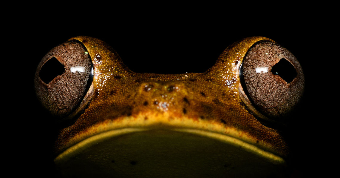 Giant Gladiator Treefrog - wide view, La Isla Escondida, Colombia Found during a night tour. I got lots of angles to share :)<br />
<figure class="photo"><a href="https://www.jungledragon.com/image/70001/giant_gladiator_treefrog_la_isla_escondida_colombia.html" title="Giant Gladiator Treefrog, La Isla Escondida, Colombia"><img src="https://s3.amazonaws.com/media.jungledragon.com/images/2/70001_thumb.jpg?AWSAccessKeyId=05GMT0V3GWVNE7GGM1R2&Expires=1759968010&Signature=bJo6km2LrWO90gpp8HiOrITh%2FAo%3D" width="200" height="150" alt="Giant Gladiator Treefrog, La Isla Escondida, Colombia Found during a night tour. I got lots of angles to share :)<br />
https://www.jungledragon.com/image/70002/giant_gladiator_treefrog_-_side_view_la_isla_escondida_colombia.html<br />
https://www.jungledragon.com/image/70003/giant_gladiator_treefrog_-_front_view_la_isla_escondida_colombia.html<br />
https://www.jungledragon.com/image/70004/giant_gladiator_treefrog_-_pose_1_la_isla_escondida_colombia.html<br />
https://www.jungledragon.com/image/70005/giant_gladiator_treefrog_-_pose_2_la_isla_escondida_colombia.html<br />
https://www.jungledragon.com/image/70006/giant_gladiator_treefrog_-_wide_view_la_isla_escondida_colombia.html<br />
 Colombia,Colombia 2018,Colombia South,Fall,Geotagged,Giant Gladiator Treefrog,Hypsiboas boans,La Isla Escondida,Putumayo,South America,World" /></a></figure><br />
<figure class="photo"><a href="https://www.jungledragon.com/image/70002/giant_gladiator_treefrog_-_side_view_la_isla_escondida_colombia.html" title="Giant Gladiator Treefrog - side view, La Isla Escondida, Colombia"><img src="https://s3.amazonaws.com/media.jungledragon.com/images/2/70002_thumb.jpg?AWSAccessKeyId=05GMT0V3GWVNE7GGM1R2&Expires=1759968010&Signature=vpzWeY6TU7aNmxJ3WhothhBbDXY%3D" width="200" height="134" alt="Giant Gladiator Treefrog - side view, La Isla Escondida, Colombia Found during a night tour. I got lots of angles to share :)<br />
https://www.jungledragon.com/image/70001/giant_gladiator_treefrog_la_isla_escondida_colombia.html<br />
https://www.jungledragon.com/image/70003/giant_gladiator_treefrog_-_front_view_la_isla_escondida_colombia.html<br />
https://www.jungledragon.com/image/70004/giant_gladiator_treefrog_-_pose_1_la_isla_escondida_colombia.html<br />
https://www.jungledragon.com/image/70005/giant_gladiator_treefrog_-_pose_2_la_isla_escondida_colombia.html<br />
https://www.jungledragon.com/image/70006/giant_gladiator_treefrog_-_wide_view_la_isla_escondida_colombia.html<br />
 Colombia,Colombia 2018,Colombia South,Fall,Geotagged,Giant Gladiator Treefrog,Hypsiboas boans,La Isla Escondida,Putumayo,South America,World" /></a></figure><br />
<figure class="photo"><a href="https://www.jungledragon.com/image/70003/giant_gladiator_treefrog_-_front_view_la_isla_escondida_colombia.html" title="Giant Gladiator Treefrog - front view, La Isla Escondida, Colombia"><img src="https://s3.amazonaws.com/media.jungledragon.com/images/2/70003_thumb.jpg?AWSAccessKeyId=05GMT0V3GWVNE7GGM1R2&Expires=1759968010&Signature=qDN8Xwy1KdCd0oJy9uV%2FBR5mkyk%3D" width="200" height="178" alt="Giant Gladiator Treefrog - front view, La Isla Escondida, Colombia Found during a night tour. I got lots of angles to share :)<br />
https://www.jungledragon.com/image/70001/giant_gladiator_treefrog_la_isla_escondida_colombia.html<br />
https://www.jungledragon.com/image/70002/giant_gladiator_treefrog_-_side_view_la_isla_escondida_colombia.html<br />
https://www.jungledragon.com/image/70004/giant_gladiator_treefrog_-_pose_1_la_isla_escondida_colombia.html<br />
https://www.jungledragon.com/image/70005/giant_gladiator_treefrog_-_pose_2_la_isla_escondida_colombia.html<br />
https://www.jungledragon.com/image/70006/giant_gladiator_treefrog_-_wide_view_la_isla_escondida_colombia.html<br />
 Colombia,Colombia 2018,Colombia South,Fall,Geotagged,Giant Gladiator Treefrog,Hypsiboas boans,La Isla Escondida,Putumayo,South America,World" /></a></figure><br />
<figure class="photo"><a href="https://www.jungledragon.com/image/70004/giant_gladiator_treefrog_-_pose_1_la_isla_escondida_colombia.html" title="Giant Gladiator Treefrog - pose 1, La Isla Escondida, Colombia"><img src="https://s3.amazonaws.com/media.jungledragon.com/images/2/70004_thumb.jpg?AWSAccessKeyId=05GMT0V3GWVNE7GGM1R2&Expires=1759968010&Signature=GcMGZzHfRz%2BkbZclLrajD%2BN0GD8%3D" width="200" height="134" alt="Giant Gladiator Treefrog - pose 1, La Isla Escondida, Colombia Found during a night tour. I got lots of angles to share :)<br />
https://www.jungledragon.com/image/70001/giant_gladiator_treefrog_la_isla_escondida_colombia.html<br />
https://www.jungledragon.com/image/70002/giant_gladiator_treefrog_-_side_view_la_isla_escondida_colombia.html<br />
https://www.jungledragon.com/image/70003/giant_gladiator_treefrog_-_front_view_la_isla_escondida_colombia.html<br />
https://www.jungledragon.com/image/70005/giant_gladiator_treefrog_-_pose_2_la_isla_escondida_colombia.html<br />
https://www.jungledragon.com/image/70006/giant_gladiator_treefrog_-_wide_view_la_isla_escondida_colombia.html<br />
 Colombia,Colombia 2018,Colombia South,Fall,Geotagged,Giant Gladiator Treefrog,Hypsiboas boans,La Isla Escondida,Putumayo,South America,World" /></a></figure><br />
<figure class="photo"><a href="https://www.jungledragon.com/image/70005/giant_gladiator_treefrog_-_pose_2_la_isla_escondida_colombia.html" title="Giant Gladiator Treefrog - pose 2, La Isla Escondida, Colombia"><img src="https://s3.amazonaws.com/media.jungledragon.com/images/2/70005_thumb.jpg?AWSAccessKeyId=05GMT0V3GWVNE7GGM1R2&Expires=1759968010&Signature=o2enZfsuqH5MfJKAJQ4mxmPZoFA%3D" width="200" height="134" alt="Giant Gladiator Treefrog - pose 2, La Isla Escondida, Colombia Found during a night tour. I got lots of angles to share :)<br />
https://www.jungledragon.com/image/70001/giant_gladiator_treefrog_la_isla_escondida_colombia.html<br />
https://www.jungledragon.com/image/70002/giant_gladiator_treefrog_-_side_view_la_isla_escondida_colombia.html<br />
https://www.jungledragon.com/image/70003/giant_gladiator_treefrog_-_front_view_la_isla_escondida_colombia.html<br />
https://www.jungledragon.com/image/70004/giant_gladiator_treefrog_-_pose_1_la_isla_escondida_colombia.html<br />
https://www.jungledragon.com/image/70006/giant_gladiator_treefrog_-_wide_view_la_isla_escondida_colombia.html<br />
 Colombia,Colombia 2018,Colombia South,Giant Gladiator Treefrog,Hypsiboas boans,La Isla Escondida,Putumayo,South America,World" /></a></figure><br />
<br />
 Colombia,Colombia 2018,Colombia South,Fall,Geotagged,Giant Gladiator Treefrog,Hypsiboas boans,La Isla Escondida,Putumayo,South America,World