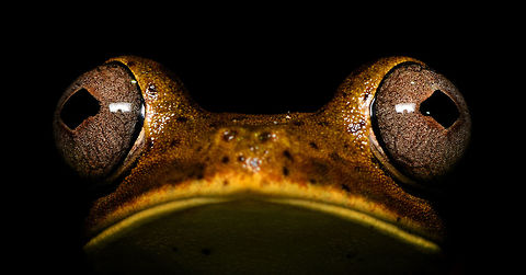 Giant Gladiator Treefrog - wide view, La Isla Escondida, Colombia Found during a night tour. I got lots of angles to share :)
https://www.jungledragon.com/image/70001/giant_gladiator_treefrog_la_isla_escondida_colombia.html
https://www.jungledragon.com/image/70002/giant_gladiator_treefrog_-_side_view_la_isla_escondida_colombia.html
https://www.jungledragon.com/image/70003/giant_gladiator_treefrog_-_front_view_la_isla_escondida_colombia.html
https://www.jungledragon.com/image/70004/giant_gladiator_treefrog_-_pose_1_la_isla_escondida_colombia.html
https://www.jungledragon.com/image/70005/giant_gladiator_treefrog_-_pose_2_la_isla_escondida_colombia.html

 Colombia,Colombia 2018,Colombia South,Fall,Geotagged,Giant Gladiator Treefrog,Hypsiboas boans,La Isla Escondida,Putumayo,South America,World