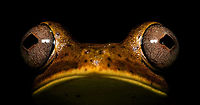 Giant Gladiator Treefrog - wide view, La Isla Escondida, Colombia Found during a night tour. I got lots of angles to share :)<br />
https://www.jungledragon.com/image/70001/giant_gladiator_treefrog_la_isla_escondida_colombia.html<br />
https://www.jungledragon.com/image/70002/giant_gladiator_treefrog_-_side_view_la_isla_escondida_colombia.html<br />
https://www.jungledragon.com/image/70003/giant_gladiator_treefrog_-_front_view_la_isla_escondida_colombia.html<br />
https://www.jungledragon.com/image/70004/giant_gladiator_treefrog_-_pose_1_la_isla_escondida_colombia.html<br />
https://www.jungledragon.com/image/70005/giant_gladiator_treefrog_-_pose_2_la_isla_escondida_colombia.html<br />
<br />
 Colombia,Colombia 2018,Colombia South,Fall,Geotagged,Giant Gladiator Treefrog,Hypsiboas boans,La Isla Escondida,Putumayo,South America,World