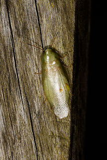 Pale cockroach, La Isla Escondida, Colombia Panchlora sp. Found during a night tour. About 5-6cm in length, overall light green appearance. Colombia,Colombia 2018,Colombia South,Fall,Geotagged,La Isla Escondida,Panchlora,Putumayo,South America,World