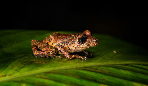 Spring Rainfrog, La Isla Escondida, Colombia A beautiful and endangered species of rain frog, found during a night tour. Wikipedia mentions it is endemic to Ecuador. This is possibly inaccurate, if you consider how close to the Ecuadorian border we are (see geotag).

Or, I could be wrong regarding the species, so will double check it with an expert. My ID is based mostly on this reference:
https://www.flickr.com/photos/andreaskay/10146963383/in/album-72157629067323414/
https://www.jungledragon.com/image/70009/spring_rainfrog_-_front_view_la_isla_escondida_colombia.html
https://www.jungledragon.com/image/70011/spring_rainfrog_-_belly_shot_la_isla_escondida_colombia.html Colombia,Colombia 2018,Colombia South,Fall,Geotagged,La Isla Escondida,Pristimantis crenunguis,Putumayo,South America,World