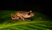 Spring Rainfrog, La Isla Escondida, Colombia A beautiful and endangered species of rain frog, found during a night tour. Wikipedia mentions it is endemic to Ecuador. This is possibly inaccurate, if you consider how close to the Ecuadorian border we are (see geotag).<br />
<br />
Or, I could be wrong regarding the species, so will double check it with an expert. My ID is based mostly on this reference:<br />
https://www.flickr.com/photos/andreaskay/10146963383/in/album-72157629067323414/<br />
https://www.jungledragon.com/image/70009/spring_rainfrog_-_front_view_la_isla_escondida_colombia.html<br />
https://www.jungledragon.com/image/70011/spring_rainfrog_-_belly_shot_la_isla_escondida_colombia.html Colombia,Colombia 2018,Colombia South,Fall,Geotagged,La Isla Escondida,Pristimantis crenunguis,Putumayo,South America,World