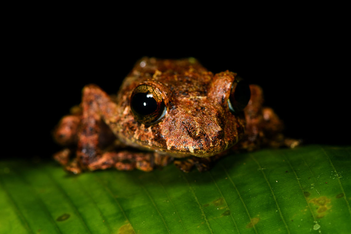 Spring Rainfrog - front view, La Isla Escondida, Colombia A beautiful and endangered species of rain frog, found during a night tour. Wikipedia mentions it is endemic to Ecuador. This is possibly inaccurate, if you consider how close to the Ecuadorian border we are (see geotag).<br />
<br />
Or, I could be wrong regarding the species, so will double check it with an expert. My ID is based mostly on this reference:<br />
<a href="https://www.flickr.com/photos/andreaskay/10146963383/in/album-72157629067323414/" rel="nofollow">https://www.flickr.com/photos/andreaskay/10146963383/in/album-72157629067323414/</a><br />
<figure class="photo"><a href="https://www.jungledragon.com/image/70008/spring_rainfrog_la_isla_escondida_colombia.html" title="Spring Rainfrog, La Isla Escondida, Colombia"><img src="https://s3.amazonaws.com/media.jungledragon.com/images/2/70008_thumb.jpg?AWSAccessKeyId=05GMT0V3GWVNE7GGM1R2&Expires=1759968010&Signature=VhmJpnD8f0BNTUpx8D7ShUodong%3D" width="200" height="116" alt="Spring Rainfrog, La Isla Escondida, Colombia A beautiful and endangered species of rain frog, found during a night tour. Wikipedia mentions it is endemic to Ecuador. This is possibly inaccurate, if you consider how close to the Ecuadorian border we are (see geotag).<br />
<br />
Or, I could be wrong regarding the species, so will double check it with an expert. My ID is based mostly on this reference:<br />
https://www.flickr.com/photos/andreaskay/10146963383/in/album-72157629067323414/<br />
https://www.jungledragon.com/image/70009/spring_rainfrog_-_front_view_la_isla_escondida_colombia.html<br />
https://www.jungledragon.com/image/70011/spring_rainfrog_-_belly_shot_la_isla_escondida_colombia.html Colombia,Colombia 2018,Colombia South,Fall,Geotagged,La Isla Escondida,Pristimantis crenunguis,Putumayo,South America,World" /></a></figure><br />
<figure class="photo"><a href="https://www.jungledragon.com/image/70011/spring_rainfrog_-_belly_shot_la_isla_escondida_colombia.html" title="Spring Rainfrog - belly shot, La Isla Escondida, Colombia"><img src="https://s3.amazonaws.com/media.jungledragon.com/images/2/70011_thumb.jpg?AWSAccessKeyId=05GMT0V3GWVNE7GGM1R2&Expires=1759968010&Signature=Q34JVEVxc6m8Z8alHYbmIqxOPGw%3D" width="200" height="134" alt="Spring Rainfrog - belly shot, La Isla Escondida, Colombia Don&#039;t be alarmed, this frog is not harmed, it is alive and well. It was gently flipped for a brief belly shot, which sometimes is essential for a species ID.<br />
<br />
A beautiful and endangered species of rain frog, found during a night tour. Wikipedia mentions it is endemic to Ecuador. This is possibly inaccurate, if you consider how close to the Ecuadorian border we are (see geotag).<br />
<br />
Or, I could be wrong regarding the species, so will double check it with an expert. My ID is based mostly on this reference:<br />
https://www.flickr.com/photos/andreaskay/10146963383/in/album-72157629067323414/<br />
https://www.jungledragon.com/image/70008/spring_rainfrog_la_isla_escondida_colombia.html<br />
https://www.jungledragon.com/image/70009/spring_rainfrog_-_front_view_la_isla_escondida_colombia.html Colombia,Colombia 2018,Colombia South,La Isla Escondida,Pristimantis crenunguis,Putumayo,South America,Spring Rainfrog,World" /></a></figure> Colombia,Colombia 2018,Colombia South,Fall,Geotagged,La Isla Escondida,Pristimantis crenunguis,Putumayo,South America,Spring Rainfrog,World