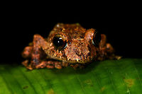Spring Rainfrog - front view, La Isla Escondida, Colombia A beautiful and endangered species of rain frog, found during a night tour. Wikipedia mentions it is endemic to Ecuador. This is possibly inaccurate, if you consider how close to the Ecuadorian border we are (see geotag).<br />
<br />
Or, I could be wrong regarding the species, so will double check it with an expert. My ID is based mostly on this reference:<br />
https://www.flickr.com/photos/andreaskay/10146963383/in/album-72157629067323414/<br />
https://www.jungledragon.com/image/70008/spring_rainfrog_la_isla_escondida_colombia.html<br />
https://www.jungledragon.com/image/70011/spring_rainfrog_-_belly_shot_la_isla_escondida_colombia.html Colombia,Colombia 2018,Colombia South,Fall,Geotagged,La Isla Escondida,Pristimantis crenunguis,Putumayo,South America,Spring Rainfrog,World