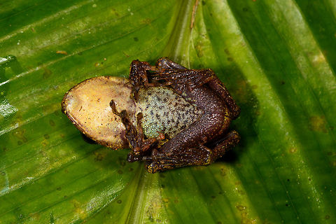 Spring Rainfrog - belly shot, La Isla Escondida, Colombia Don't be alarmed, this frog is not harmed, it is alive and well. It was gently flipped for a brief belly shot, which sometimes is essential for a species ID.

A beautiful and endangered species of rain frog, found during a night tour. Wikipedia mentions it is endemic to Ecuador. This is possibly inaccurate, if you consider how close to the Ecuadorian border we are (see geotag).

Or, I could be wrong regarding the species, so will double check it with an expert. My ID is based mostly on this reference:
https://www.flickr.com/photos/andreaskay/10146963383/in/album-72157629067323414/
https://www.jungledragon.com/image/70008/spring_rainfrog_la_isla_escondida_colombia.html
https://www.jungledragon.com/image/70009/spring_rainfrog_-_front_view_la_isla_escondida_colombia.html Colombia,Colombia 2018,Colombia South,La Isla Escondida,Pristimantis crenunguis,Putumayo,South America,Spring Rainfrog,World