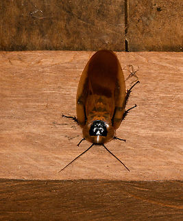 Giant Cave Cockroach, La Isla Escondida, Colombia This one came flying around our table at night. It's flight is violent, spastic, and frankly freaked me out. Blaberus giganteus,Colombia,Colombia 2018,Colombia South,Fall,Geotagged,Giant cockroach,La Isla Escondida,Putumayo,South America,World