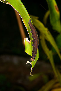 Large brown caterpillar, La Isla Escondida, Colombia Found during a night tour. Caligo eurilochus,Colombia,Colombia 2018,Colombia South,Fall,Forest giant owl,Geotagged,La Isla Escondida,Putumayo,South America,World