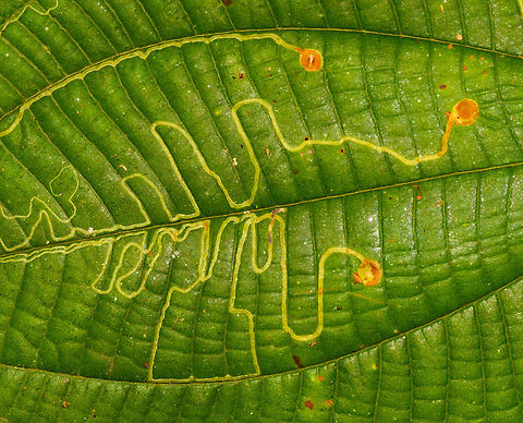 Leaf miner insect, La Isla Escondida, Colombia Moving back into my set to the morning, as I forgot to add this one. This looks like the work of a leafminer insect. My understanding of them is limited, but I've read there's both ant and fly species showing this feeding behavior during their larva stage. Colombia,Colombia 2018,Colombia South,La Isla Escondida,Putumayo,South America,World