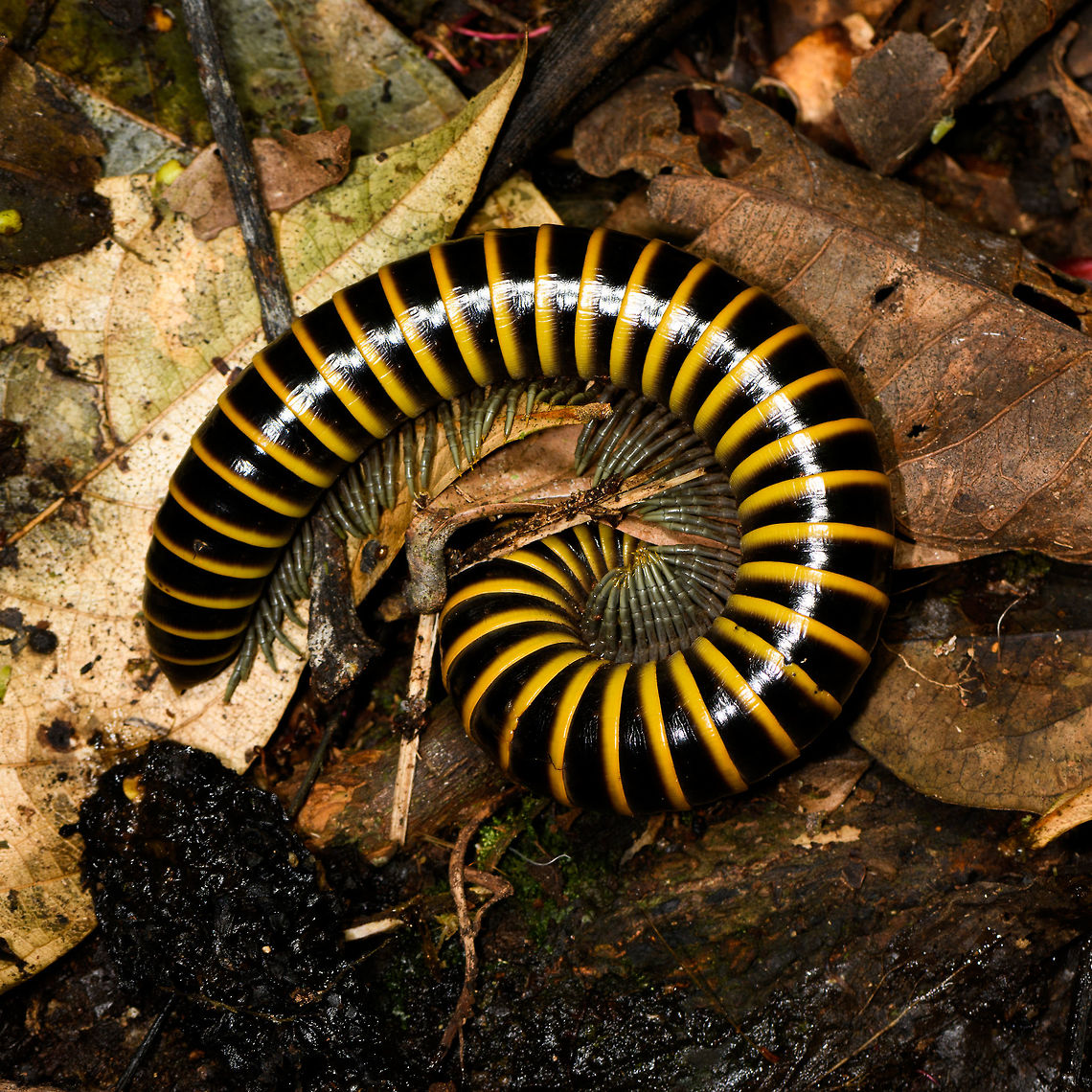 Large Black and Yellow millipede, La Isla Escondida, Colombia When first seeing this species and in the process of photographing it, I was told to not bother, to instead focus on more important subjects. "Because there's millions of them here". Whilst we did not see millions in the coming 4 days, we did see it hundreds of times. Never in great numbers together, just many individuals. We'd even have to watch our step as to not crush them. <br />
<br />
They are quite thick, black and yellow banded and have grey/silvery legs. Length is variable, this one at about 10cm.<br />
<br />
Despite them being so common, I have no idea what the species is. Information on millipedes is extremely poor in general.  Colombia,Colombia 2018,Colombia South,La Isla Escondida,Putumayo,South America,World