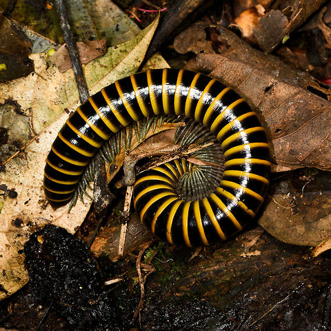 Large Black and Yellow millipede, La Isla Escondida, Colombia When first seeing this species and in the process of photographing it, I was told to not bother, to instead focus on more important subjects. "Because there's millions of them here". Whilst we did not see millions in the coming 4 days, we did see it hundreds of times. Never in great numbers together, just many individuals. We'd even have to watch our step as to not crush them. 

They are quite thick, black and yellow banded and have grey/silvery legs. Length is variable, this one at about 10cm.

Despite them being so common, I have no idea what the species is. Information on millipedes is extremely poor in general.  Colombia,Colombia 2018,Colombia South,La Isla Escondida,Putumayo,South America,World