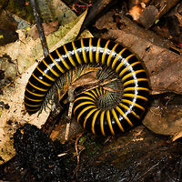 Large Black and Yellow millipede, La Isla Escondida, Colombia When first seeing this species and in the process of photographing it, I was told to not bother, to instead focus on more important subjects. "Because there's millions of them here". Whilst we did not see millions in the coming 4 days, we did see it hundreds of times. Never in great numbers together, just many individuals. We'd even have to watch our step as to not crush them. <br />
<br />
They are quite thick, black and yellow banded and have grey/silvery legs. Length is variable, this one at about 10cm.<br />
<br />
Despite them being so common, I have no idea what the species is. Information on millipedes is extremely poor in general.  Colombia,Colombia 2018,Colombia South,La Isla Escondida,Putumayo,South America,World