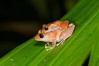 Pristimantis ockendeni - mating, La Isla Escondida, Colombia Found during a night tour. Colombia,Colombia 2018,Colombia South,La Isla Escondida,Pristimantis ockendeni,Putumayo,South America,World