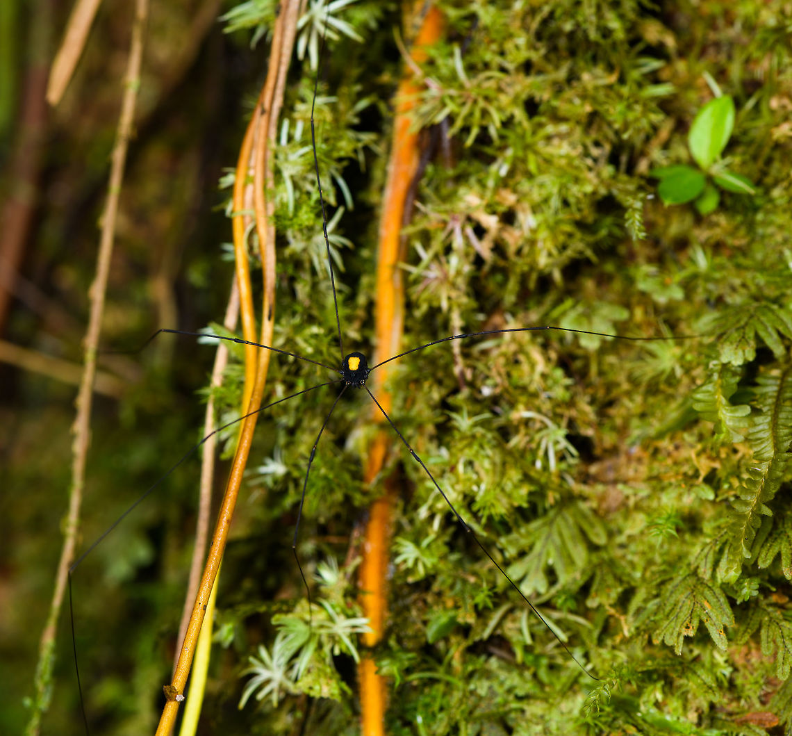 Black Harvestman with yellow mark, La Isla Escondida, Colombia Found during a nigh tour, you can imagine the difficulty in getting it into focus. Extremely long dark legs, dark body with large yellow mark on the back. Sclerosomatidae, subfam. Gagrellinae may be a possibility as it seems to have some similar looking species, but quite unsure. Closeup:<br />
<figure class="photo"><a href="https://www.jungledragon.com/image/70091/black_harvestman_with_yellow_mark_-_closeup_la_isla_escondida_colombia.html" title="Black Harvestman with yellow mark - closeup, La Isla Escondida, Colombia"><img src="https://s3.amazonaws.com/media.jungledragon.com/images/2/70091_thumb.jpg?AWSAccessKeyId=05GMT0V3GWVNE7GGM1R2&Expires=1770854410&Signature=DO%2FVXou5Z9IgCWD5expbePc8ZR4%3D" width="200" height="134" alt="Black Harvestman with yellow mark - closeup, La Isla Escondida, Colombia Found during a nigh tour, you can imagine the difficulty in getting it into focus. Extremely long dark legs, dark body with large yellow mark on the back. Sclerosomatidae, subfam. Gagrellinae may be a possibility as it seems to have some similar looking species, but quite unsure. Full body:<br />
https://www.jungledragon.com/image/70090/black_harvestman_with_yellow_mark_la_isla_escondida_colombia.html Colombia,Colombia 2018,Colombia South,Fall,Geotagged,La Isla Escondida,Putumayo,South America,World" /></a></figure> Colombia,Colombia 2018,Colombia South,La Isla Escondida,Putumayo,South America,World