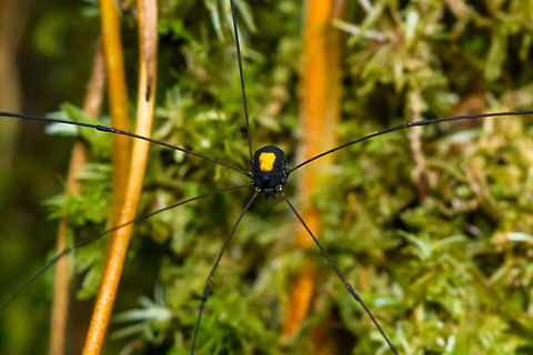 Black Harvestman with yellow mark - closeup, La Isla Escondida, Colombia Found during a nigh tour, you can imagine the difficulty in getting it into focus. Extremely long dark legs, dark body with large yellow mark on the back. Sclerosomatidae, subfam. Gagrellinae may be a possibility as it seems to have some similar looking species, but quite unsure. Full body:
https://www.jungledragon.com/image/70090/black_harvestman_with_yellow_mark_la_isla_escondida_colombia.html Colombia,Colombia 2018,Colombia South,Fall,Geotagged,La Isla Escondida,Putumayo,South America,World