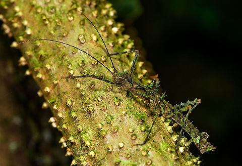 Spiny stick insect, La Isla Escondida, Colombia Could be Parobrimus sp. where the female of the Parobrimus monstrosus looks close:
http://www.phasmatodea.com/web/guest/photos?p_p_id=phasmatodeaimagegallery_WAR_phasmatodeade5231_INSTANCE_U96i&p_p_lifecycle=0&p_p_state=normal&p_p_mode=view&p_p_col_id=column-1&p_p_col_count=1&categoryId=1570

I'll be sure to check it with Albert though. Colombia,Colombia 2018,Colombia South,Fall,Geotagged,La Isla Escondida,Putumayo,South America,World