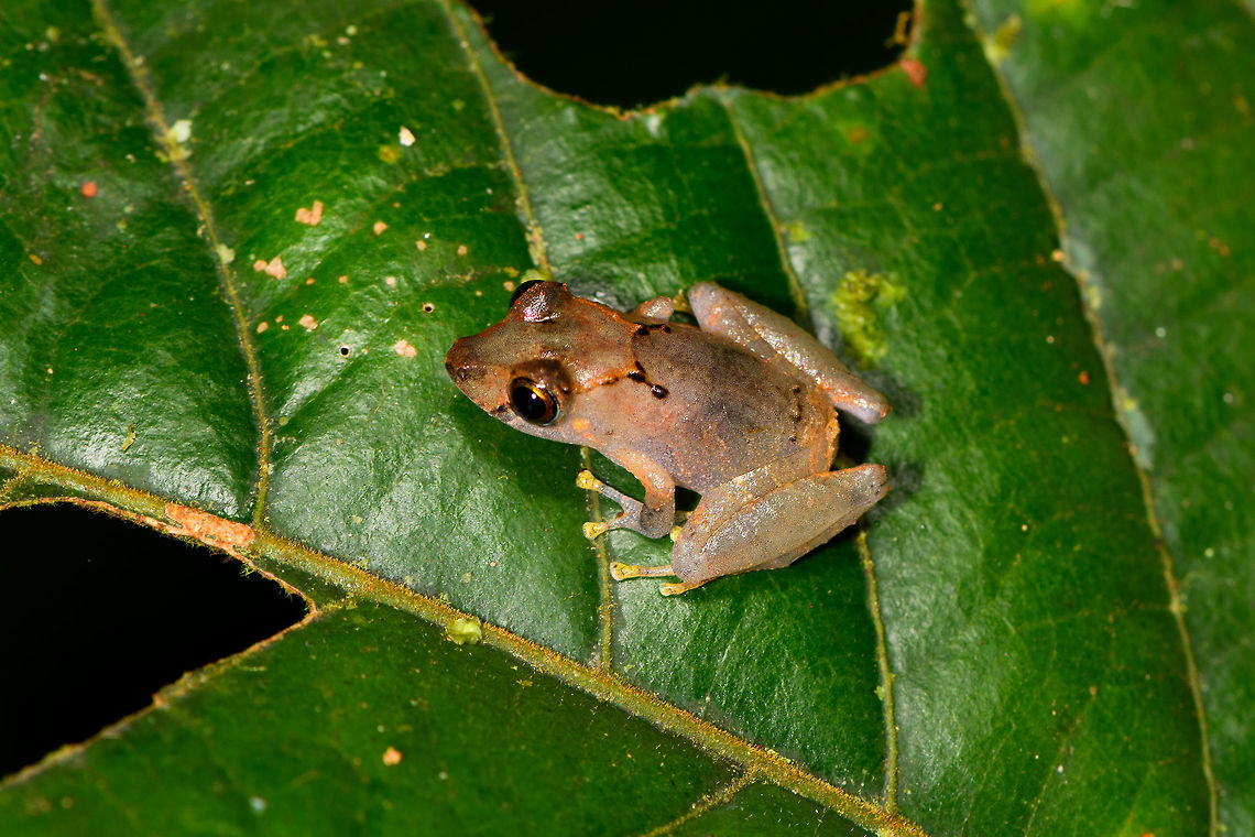 Pristimantis ockendeni - single, La Isla Escondida, Colombia Species looks very similar to this mating couple found 10 minutes earlier:<br />
<figure class="photo"><a href="https://www.jungledragon.com/image/70089/pristimantis_ockendeni_-_mating_la_isla_escondida_colombia.html" title="Pristimantis ockendeni - mating, La Isla Escondida, Colombia"><img src="https://s3.amazonaws.com/media.jungledragon.com/images/2/70089_thumb.jpg?AWSAccessKeyId=05GMT0V3GWVNE7GGM1R2&Expires=1769040010&Signature=nH4hYRjKIf%2BIPccWuckVFxa%2BL2M%3D" width="200" height="134" alt="Pristimantis ockendeni - mating, La Isla Escondida, Colombia Found during a night tour. Colombia,Colombia 2018,Colombia South,La Isla Escondida,Pristimantis ockendeni,Putumayo,South America,World" /></a></figure><br />
Note the yellow toes. Colombia,Colombia 2018,Colombia South,La Isla Escondida,Pristimantis ockendeni,Putumayo,South America,World