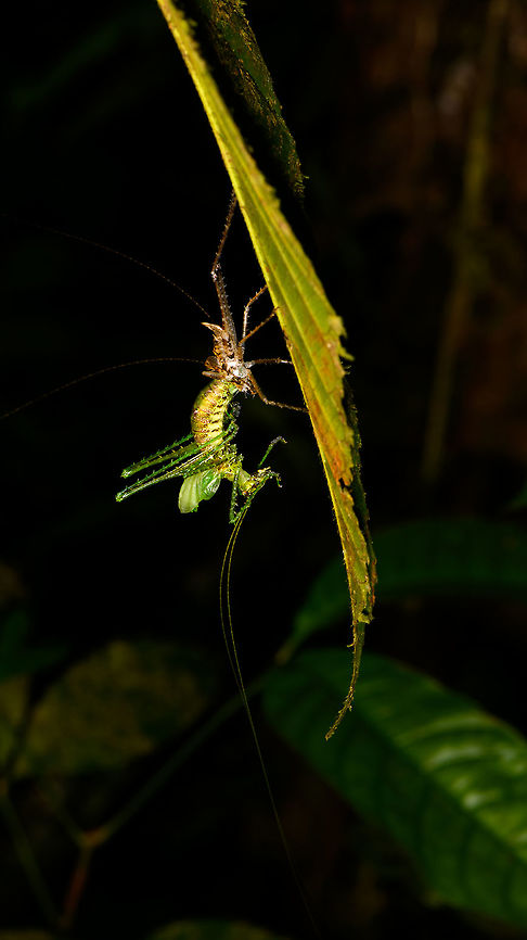 Katydid rebirth, La Isla Escondida, Colombia <figure class="photo"><a href="https://www.jungledragon.com/image/70096/katydid_rebirth_-_closeup_la_isla_escondida_colombia.html" title="Katydid rebirth - closeup, La Isla Escondida, Colombia"><img src="https://s3.amazonaws.com/media.jungledragon.com/images/2/70096_thumb.jpg?AWSAccessKeyId=05GMT0V3GWVNE7GGM1R2&Expires=1767225610&Signature=qg7IWLxZxekJQjn5rP5OpsAhWrQ%3D" width="118" height="152" alt="Katydid rebirth - closeup, La Isla Escondida, Colombia https://www.jungledragon.com/image/70095/katydid_rebirth_la_isla_escondida_colombia.html Colombia,Colombia 2018,Colombia South,Fall,Geotagged,La Isla Escondida,Putumayo,South America,World" /></a></figure> Colombia,Colombia 2018,Colombia South,Fall,Geotagged,La Isla Escondida,Putumayo,South America,World