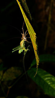 Katydid rebirth, La Isla Escondida, Colombia https://www.jungledragon.com/image/70096/katydid_rebirth_-_closeup_la_isla_escondida_colombia.html Colombia,Colombia 2018,Colombia South,Fall,Geotagged,La Isla Escondida,Putumayo,South America,World