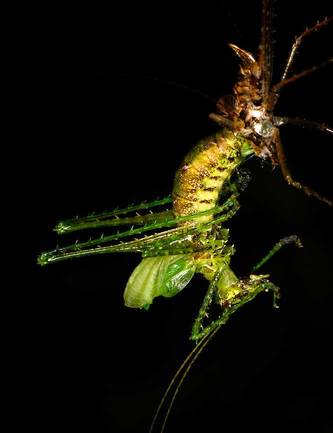 Katydid rebirth - closeup, La Isla Escondida, Colombia <figure class="photo"><a href="https://www.jungledragon.com/image/70095/katydid_rebirth_la_isla_escondida_colombia.html" title="Katydid rebirth, La Isla Escondida, Colombia"><img src="https://s3.amazonaws.com/media.jungledragon.com/images/2/70095_thumb.jpg?AWSAccessKeyId=05GMT0V3GWVNE7GGM1R2&Expires=1759968010&Signature=E%2FJ3V2z8pq3PgHJ7Wp2uBQ0khPs%3D" width="86" height="152" alt="Katydid rebirth, La Isla Escondida, Colombia https://www.jungledragon.com/image/70096/katydid_rebirth_-_closeup_la_isla_escondida_colombia.html Colombia,Colombia 2018,Colombia South,Fall,Geotagged,La Isla Escondida,Putumayo,South America,World" /></a></figure> Colombia,Colombia 2018,Colombia South,Fall,Geotagged,La Isla Escondida,Putumayo,South America,World