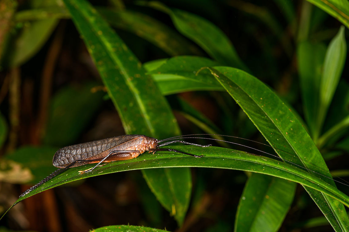 Large red grasshopper, La Isla Escondida, Colombia Found during a night tour. Trying to fit the entire insect, and still failing at it :)<br />
Tettigoniidae, possibly Cocconotus sp. Colombia,Colombia 2018,Colombia South,Fall,Geotagged,La Isla Escondida,Putumayo,South America,World