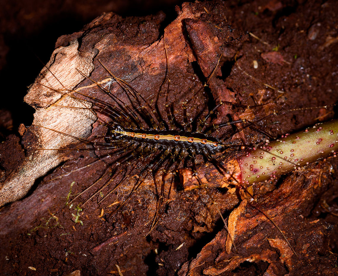 Sphendononema guildingii, La Isla Escondida, Colombia A small centipede found on the forest floor during a nigh tour. Colombia,Colombia 2018,Colombia South,La Isla Escondida,Putumayo,South America,Sphendononema guildingii,World