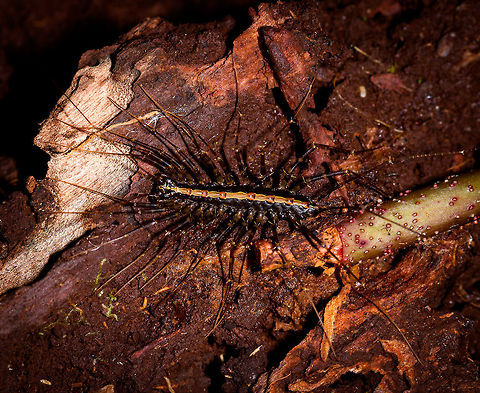 Sphendononema guildingii, La Isla Escondida, Colombia A small centipede found on the forest floor during a nigh tour. Colombia,Colombia 2018,Colombia South,La Isla Escondida,Putumayo,South America,Sphendononema guildingii,World