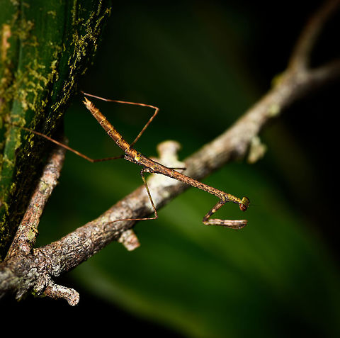 Small mantis, La Isla Escondida, Colombia Found during a night tour. Colombia,Colombia 2018,Colombia South,La Isla Escondida,Putumayo,South America,World