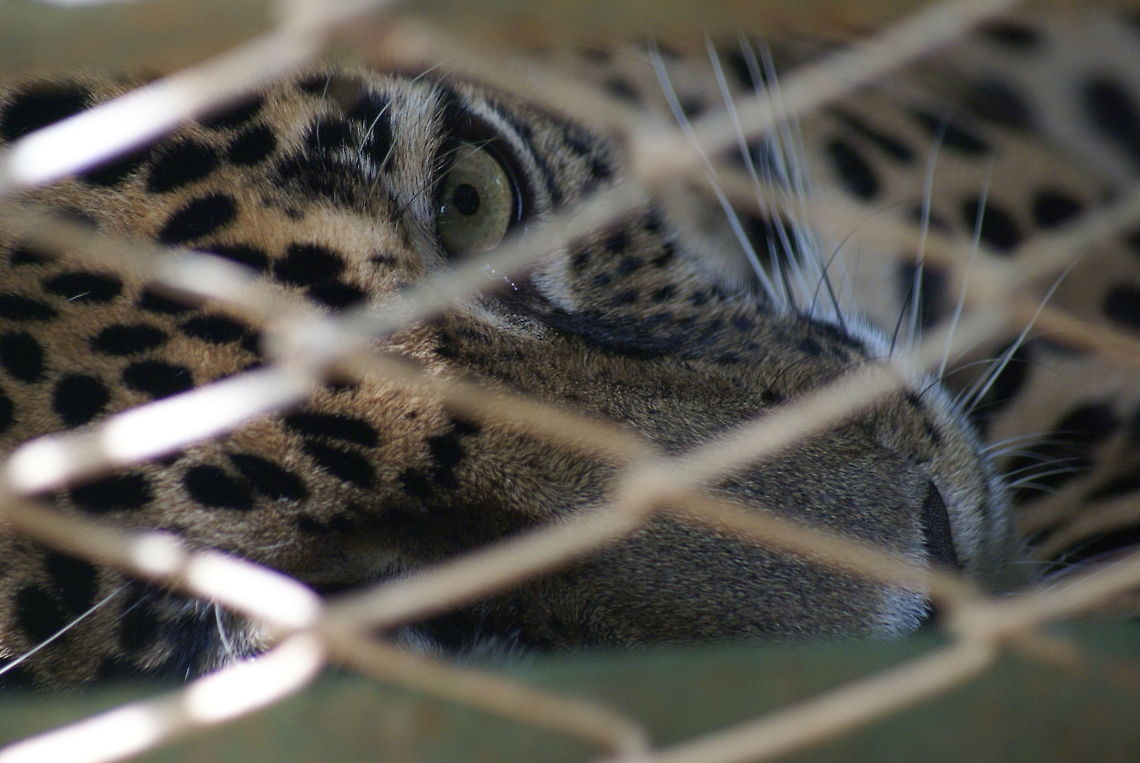 A jaguar's broken will A telling expression of this jaguar in captivity. Designed to rule the jungle, instead it spends its days in captivity, unable to return to the wild for being too domesticated by &quot;humans&quot;, or better said, inhumanes.<br />
<br />
What can we do? For starters, ban ALL circusses with wild animals. Don&#039;t hold birds in cages and don&#039;t hold fish in bowls. It is not cute, it is torture. Cats,Costa Rica,Felines,Jaguar