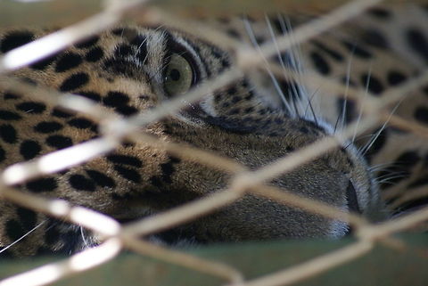 A jaguar's broken will A telling expression of this jaguar in captivity. Designed to rule the jungle, instead it spends its days in captivity, unable to return to the wild for being too domesticated by "humans", or better said, inhumanes.

What can we do? For starters, ban ALL circusses with wild animals. Don't hold birds in cages and don't hold fish in bowls. It is not cute, it is torture. Cats,Costa Rica,Felines,Jaguar