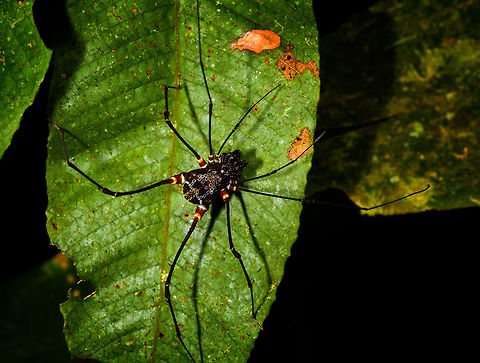 Phareicranaus gracilis - full body, La Isla Escondida, Colombia Second time we found this species, and it's just pure awesome. Colombia,Colombia 2018,Colombia South,Fall,Geotagged,La Isla Escondida,Phareicranaus gracilis,Putumayo,South America,World