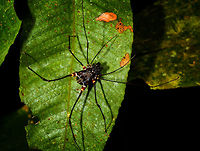 Phareicranaus gracilis - full body, La Isla Escondida, Colombia Second time we found this species, and it's just pure awesome. Colombia,Colombia 2018,Colombia South,Fall,Geotagged,La Isla Escondida,Phareicranaus gracilis,Putumayo,South America,World