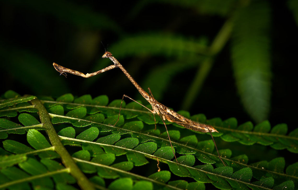 Large praying mantis, La Isla Escondida, Colombia Found during a night tour. About 7-9cm in length.<br />
<figure class="photo"><a href="https://www.jungledragon.com/image/70102/large_praying_mantis_-_portrait_la_isla_escondida_colombia.html" title="Large praying mantis - portrait, La Isla Escondida, Colombia"><img src="https://s3.amazonaws.com/media.jungledragon.com/images/2/70102_thumb.jpg?AWSAccessKeyId=05GMT0V3GWVNE7GGM1R2&Expires=1759968010&Signature=jHhdwspp6bjQLWRQ7rXZZnafxK8%3D" width="200" height="122" alt="Large praying mantis - portrait, La Isla Escondida, Colombia Found during a night tour. About 7-9cm in length.<br />
https://www.jungledragon.com/image/70101/large_praying_mantis_la_isla_escondida_colombia.html Colombia,Colombia 2018,Colombia South,Fall,Geotagged,La Isla Escondida,Putumayo,South America,World" /></a></figure> Colombia,Colombia 2018,Colombia South,Fall,Geotagged,La Isla Escondida,Putumayo,South America,World