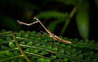 Large praying mantis, La Isla Escondida, Colombia Found during a night tour. About 7-9cm in length.<br />
https://www.jungledragon.com/image/70102/large_praying_mantis_-_portrait_la_isla_escondida_colombia.html Colombia,Colombia 2018,Colombia South,Fall,Geotagged,La Isla Escondida,Putumayo,South America,World