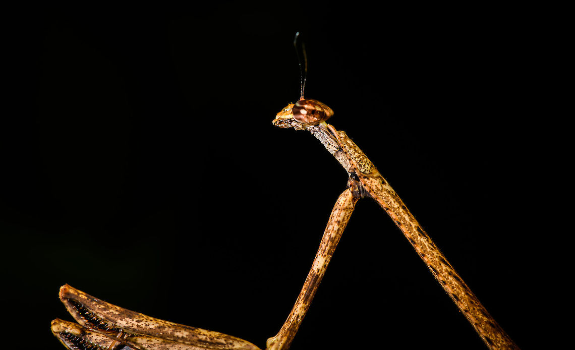 Large praying mantis - portrait, La Isla Escondida, Colombia Found during a night tour. About 7-9cm in length.<br />
<figure class="photo"><a href="https://www.jungledragon.com/image/70101/large_praying_mantis_la_isla_escondida_colombia.html" title="Large praying mantis, La Isla Escondida, Colombia"><img src="https://s3.amazonaws.com/media.jungledragon.com/images/2/70101_thumb.jpg?AWSAccessKeyId=05GMT0V3GWVNE7GGM1R2&Expires=1759968010&Signature=WB%2Fp4u%2BsXNAJbx3CMqKmmrSExv4%3D" width="200" height="128" alt="Large praying mantis, La Isla Escondida, Colombia Found during a night tour. About 7-9cm in length.<br />
https://www.jungledragon.com/image/70102/large_praying_mantis_-_portrait_la_isla_escondida_colombia.html Colombia,Colombia 2018,Colombia South,Fall,Geotagged,La Isla Escondida,Putumayo,South America,World" /></a></figure> Colombia,Colombia 2018,Colombia South,Fall,Geotagged,La Isla Escondida,Putumayo,South America,World